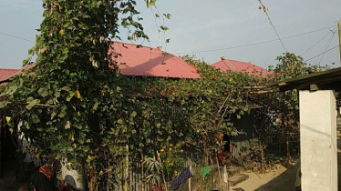 শাক-সবজি আর ফল-ফুলে আশ্রয়ণ প্রকল্পে মিলছে সোনালী হাসি