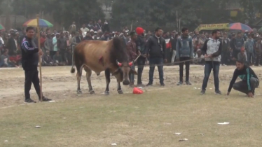 ষাঁড়ের লড়াই দেখে মুগ্ধ শত শত দর্শক