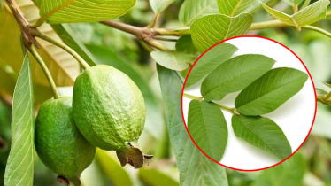 পেয়ারা পাতাতেই বন্ধ হবে চুল পড়া, জেনে নিন নিয়ম