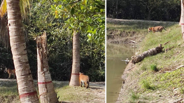 ফরেস্ট অফিস এলাকা থেকে সরে গেছে বাঘগুলো