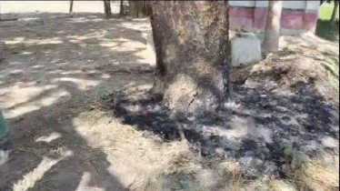 মান্দায় মন্দিরের গাছ পুড়িয়ে দেওয়ার অভিযোগ