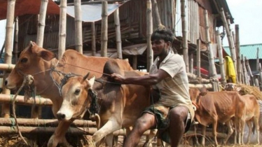 সারা দেশে জমতে শুরু করেছে কোরবানির পশুরহাট