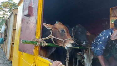 চার শতাধিক গরু নিয়ে ছাড়ল ক্যাটল স্পেশাল ট্রেন
