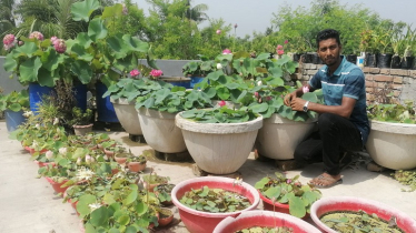 বাড়ির ছাদে শাপলা, পদ্মের বাণিজ্যিক চাষ 