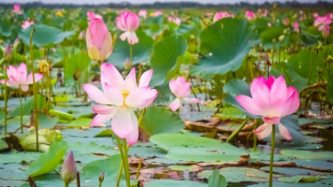 মুগ্ধতা ছড়াচ্ছে নীলফামারীর সিংদই পদ্মবিল
