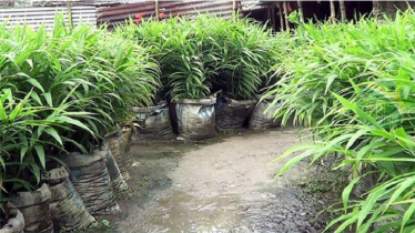 নীলফামারীতে বস্তায় আদা চাষ, বাম্পার ফলনের সম্ভবনা