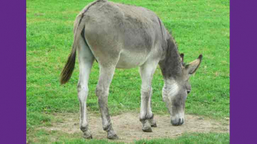 আজ বিশ্ব গাধা দিবস, কীভাবে এলো এই দিবস?