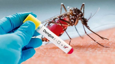 ডেঙ্গু জ্বরে আরও ১১ জনের মৃত্যু 
