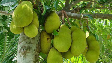 কাঁঠাল নিয়ে দুই গ্রুপের সংঘর্ষে নিহত ৩