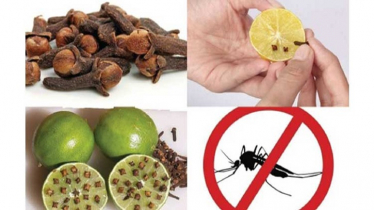 মশা তাড়ানোর কার্যকরী ১৭ উপায়