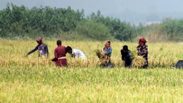 ঘূর্ণিঝড় ‘মোখা’: দ্রুত পাকা ধান কাটার নির্দেশনা কৃষি অধিদফতরের