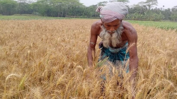 পোকার আক্রমণে মরে যাচ্ছে গম গাছ, দিশেহারা কৃষক পোকার আক্রমণে মরে যাচ্ছে গম গাছ, দিশেহারা কৃষক