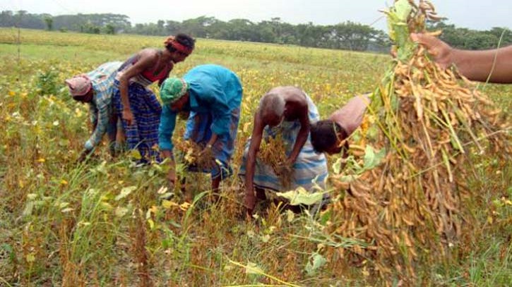 লক্ষ্মীপুরে ৫০০ কোটি টাকার সয়াবিন উৎপাদন