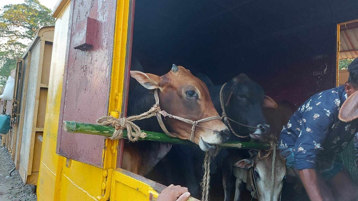 চার শতাধিক গরু নিয়ে ছাড়ল ক্যাটল স্পেশাল ট্রেন চার শতাধিক গরু নিয়ে ছাড়ল ক্যাটল স্পেশাল ট্রেন