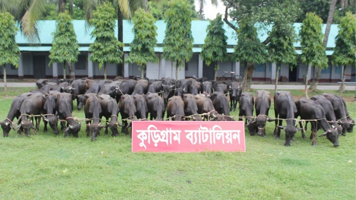 ভারতীয় ৪৫ মহিষ আটক ভারতীয় ৪৫ মহিষ আটক