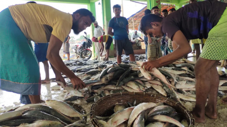 দুই ঘণ্টার মাছের হাটে লেনদেন অর্ধকোটি টাকা