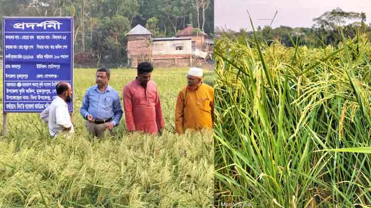 ভারত-পাকিস্তানের ‘বাসমতি টাইপ’ ধান আবাদে সাফল্য 