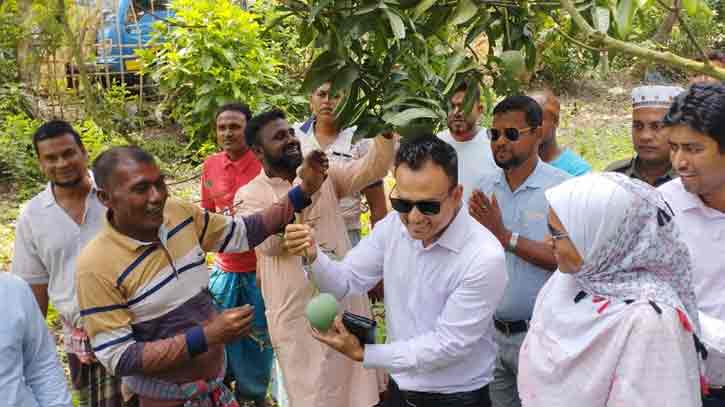 সাতক্ষীরায় আমের বাম্পার ফলন হলেও দুশ্চিন্তায় চাষীরা