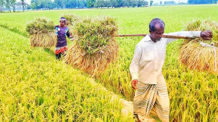 সোনালী স্বপ্ন ঘরে তুলছেন ফুলবাড়ীর কৃষকরা 