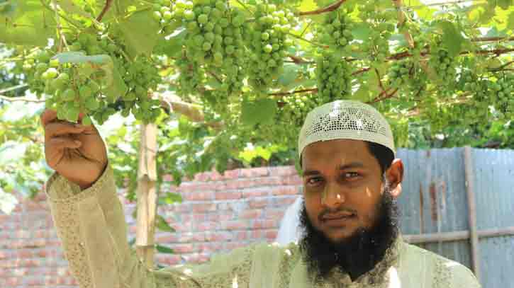 বাঘায় মিষ্টি আঙুর চাষে সফল মেহেদী হাসান বাঘায় মিষ্টি আঙুর চাষে সফল মেহেদী হাসান