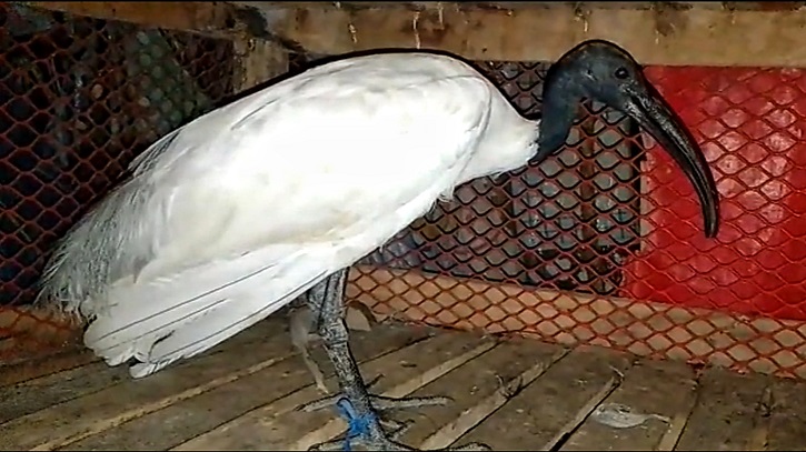 Transseksuallar uchun intim dam olish uchun shaxsiy reklamalar