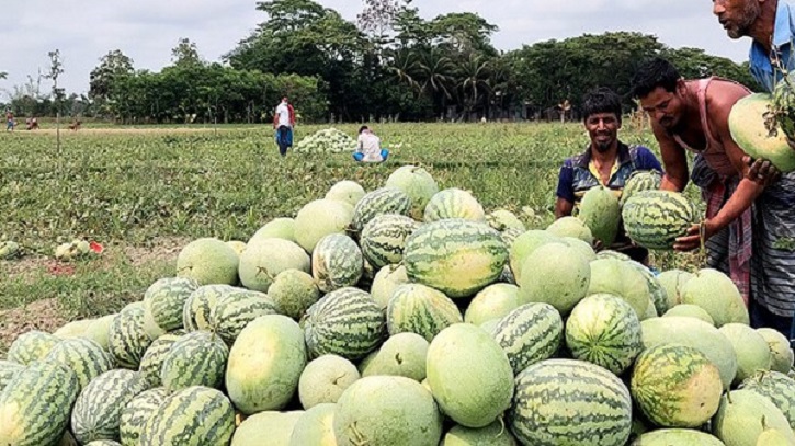 প্রথমবারের মতো মালয়েশিয়ায় তরমুজ রপ্তানি