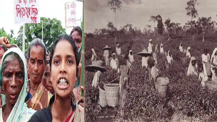 পৌনে দু`শ বছরেও বদলায়নি চা শ্রমিকদের জীবন পৌনে দু`শ বছরেও বদলায়নি চা শ্রমিকদের জীবন