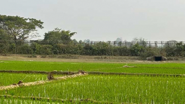সীমান্তের খুব কাছে পড়ে আছে কয়েকটি মরদেহ