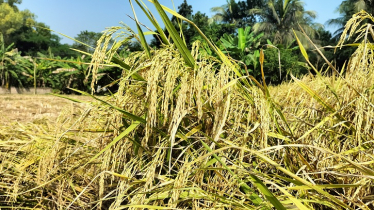 আমনে নতুন আলো ব্রি ধান১০৩ 