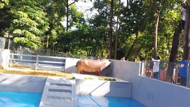 প্রথমবারের মতো চট্টগ্রাম চিড়িয়াখানায় জলহস্তী
