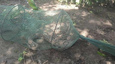 জেলের চায়না দুয়ারী জালে আটকা ভয়ঙ্কর রাসেল ভাইপার উদ্ধার