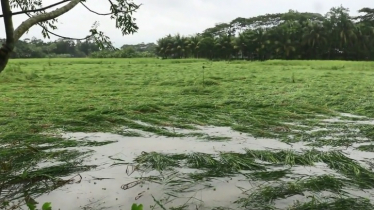 ঘূর্ণিঝড় মিধিলি: পিরোজপুরে আমন ধানের ব্যাপক ক্ষতি