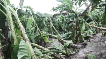 ঘূর্ণিঝড় মিধিলি: ফসলের ব্যাপক ক্ষতি 
