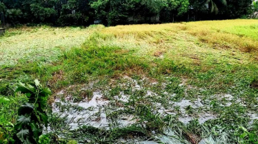 ফেনীর কৃষকদের চাপা কান্না