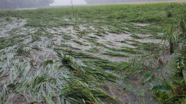 লক্ষ্মীপুরে ফসলের ব্যাপক ক্ষয়ক্ষতি 