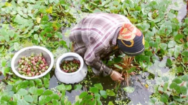 জলাবদ্ধ জায়গায় পানি ফল চাষ করে দুর্দশা ঘুচিয়েছেন অনেক কৃষক