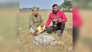 বিরল প্রজাতির ৮০ কেজি ওজনের একটি কচ্ছপ উদ্ধার