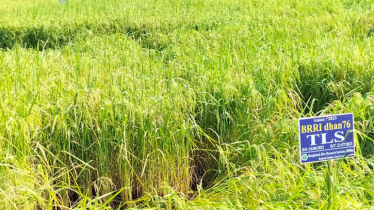 দেশে খাদ্য নিরাপত্তা নিশ্চিতের হাতছানি দিচ্ছে ধান ব্রি-৭৬