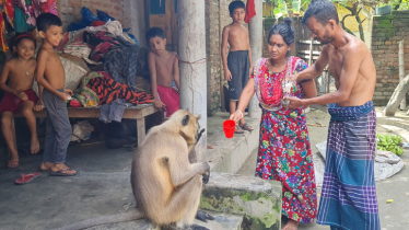 লোকালয়ে ঘুরছে হনুমান, সখ্যতা গড়ছে মানুষের সঙ্গে