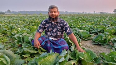 যশোরে শীতকালীন সবজি চাষে লাভবান আজিজুল