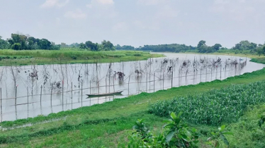 নীতিমালা অমান্য করে মাছের অভয়াশ্রমে পাট জাগ