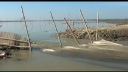 ফসল রক্ষা বাঁধ কেটে চলছে অবৈধ মাছ শিকার, ভোগান্তিতে কৃষকরা