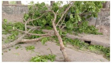 গাছের নিচে দাঁড়িয়ে ছিলেন মা-মেয়ে, ডাল ভেঙে পড়ে নিভে গেল প্রাণ