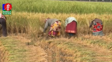 অগ্রহায়ণে ধান কাটার ধুম পড়লেও কৃষকের উৎসব ম্লান (ভিডিও)