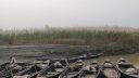কুড়িগ্রামে কাশবন এখন চরবাসীর আর্শিবাদ
