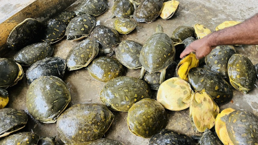 যাত্রীবাহী বাস থেকে ৬২টি অবৈধ কাসিম উদ্ধার