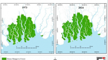 ৫১ বছরে হারিয়ে গেছে সুন্দরবনের প্রায় ৩ শতাংশ বনাঞ্চল (ভিডিও)