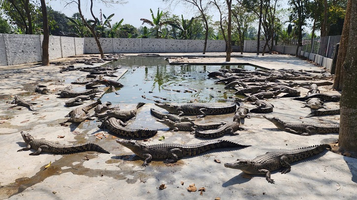 ৩৮ কোটি টাকায় পি কে হালদারের কুমির খামার নিলামে বিক্রি ৩৮ কোটি টাকায় পি কে হালদারের কুমির খামার নিলামে বিক্রি