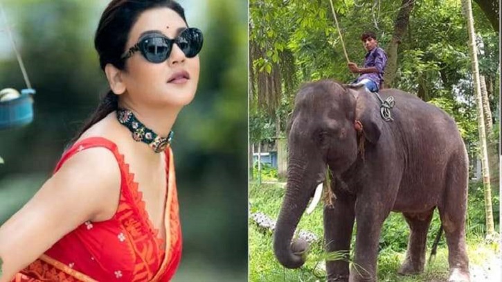 জয়ার রিটে বন্ধ হলো হাতির অবৈধ ব্যবহার ও নির্যাতন জয়ার রিটে বন্ধ হলো হাতির অবৈধ ব্যবহার ও নির্যাতন