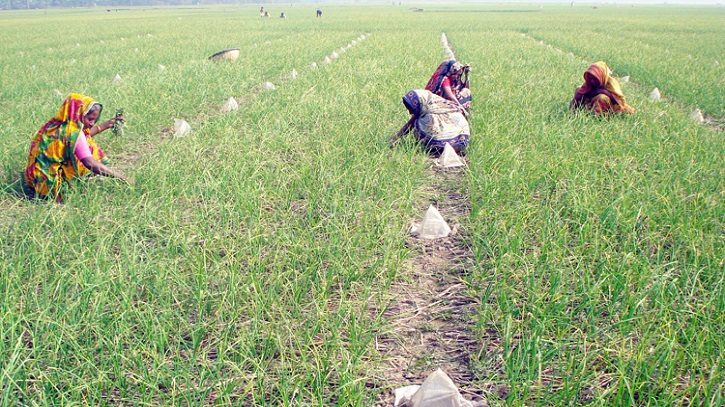 সাথী ফসলে বাড়তি আয় নাটোরের কৃষকদের